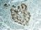 NK6 Homeobox 1 antibody, AF5857, R&D Systems, Immunohistochemistry paraffin image 