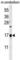 Stum, Mechanosensory Transduction Mediator Homolog antibody, abx032548, Abbexa, Western Blot image 