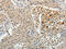 Tektin 5 antibody, CSB-PA954118, Cusabio, Immunohistochemistry paraffin image 