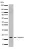 Arginine Vasopressin antibody, 701297, Invitrogen Antibodies, Western Blot image 