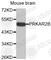 Protein Kinase CAMP-Dependent Type II Regulatory Subunit Beta antibody, A3322, ABclonal Technology, Western Blot image 