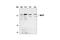 Bromodomain Adjacent To Zinc Finger Domain 1B antibody, 2152S, Cell Signaling Technology, Western Blot image 