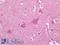 Synaptotagmin 1 antibody, LS-B6983, Lifespan Biosciences, Immunohistochemistry frozen image 