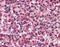 Glypican 4 antibody, 49-984, ProSci, Immunohistochemistry paraffin image 