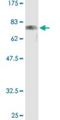 CAMP Responsive Element Binding Protein 3 antibody, H00010488-D01P, Novus Biologicals, Western Blot image 