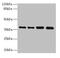 Transmembrane Protein 19 antibody, CSB-PA023779LA01HU, Cusabio, Western Blot image 