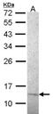 Replication Protein A3 antibody, NB100-160, Novus Biologicals, Western Blot image 
