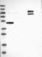 Centrosomal Protein 85 antibody, NBP1-85684, Novus Biologicals, Western Blot image 