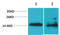 H2A Histone Family Member X antibody, STJ97402, St John