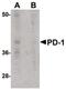 Programmed Cell Death 1 antibody, MA5-15780, Invitrogen Antibodies, Western Blot image 