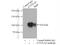 Catenin Alpha 2 antibody, 14362-1-AP, Proteintech Group, Immunoprecipitation image 