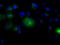 Lipase G, Endothelial Type antibody, TA501033, Origene, Immunofluorescence image 