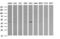 Parvin Alpha antibody, LS-C338027, Lifespan Biosciences, Western Blot image 