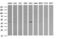 Matrix-remodeling-associated protein 2 antibody, LS-C338027, Lifespan Biosciences, Western Blot image 