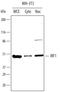 Interferon Regulatory Factor 1 antibody, AF4715, R&D Systems, Western Blot image 