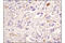 Neuropeptide Y antibody, 11976S, Cell Signaling Technology, Immunohistochemistry paraffin image 