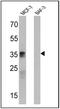 CD24 Molecule antibody, MA5-11833, Invitrogen Antibodies, Western Blot image 