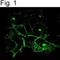 CF Transmembrane Conductance Regulator antibody, PA1-935, Invitrogen Antibodies, Immunofluorescence image 