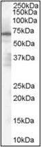PARP2 antibody, AP22537PU-N, Origene, Western Blot image 