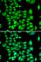 Three Prime Repair Exonuclease 1 antibody, LS-C335702, Lifespan Biosciences, Immunofluorescence image 