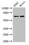 SLU7 Homolog, Splicing Factor antibody, CSB-PA021783LA01HU, Cusabio, Western Blot image 