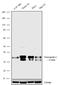 Neurogenin-2 antibody, 711595, Invitrogen Antibodies, Western Blot image 