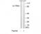Interleukin 17 Receptor A antibody, TA315273, Origene, Western Blot image 