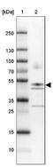 Neuroplastin antibody, NBP2-47357, Novus Biologicals, Western Blot image 