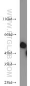 Regulator of chromosome condensation antibody, 22142-1-AP, Proteintech Group, Western Blot image 