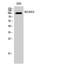 BCAS3 Microtubule Associated Cell Migration Factor antibody, A07120, Boster Biological Technology, Western Blot image 