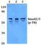 SMAD2 antibody, PA5-36028, Invitrogen Antibodies, Western Blot image 