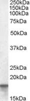 S100 Calcium Binding Protein A4 antibody, 46-326, ProSci, Enzyme Linked Immunosorbent Assay image 