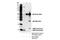 CART Prepropeptide antibody, 14547S, Cell Signaling Technology, Immunoprecipitation image 