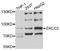 ERCC Excision Repair 2, TFIIH Core Complex Helicase Subunit antibody, orb167472, Biorbyt, Western Blot image 