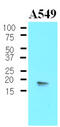 Cpi antibody, MBS200095, MyBioSource, Western Blot image 