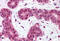 BCL10 Immune Signaling Adaptor antibody, MBS240966, MyBioSource, Immunohistochemistry frozen image 