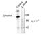 Dynamin 1 antibody, NB300-209, Novus Biologicals, Western Blot image 