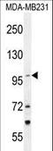 Tetratricopeptide Repeat Domain 16 antibody, LS-C160289, Lifespan Biosciences, Western Blot image 