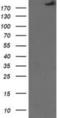 SNF2 Histone Linker PHD RING Helicase antibody, NBP2-02797, Novus Biologicals, Western Blot image 