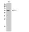 Cholinergic Receptor Nicotinic Beta 1 Subunit antibody, STJ91449, St John