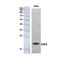 Glia Maturation Factor Beta antibody, PA5-51121, Invitrogen Antibodies, Western Blot image 