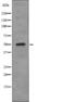 AP2M1 antibody, PA5-64813, Invitrogen Antibodies, Western Blot image 