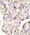 Transferrin Receptor antibody, 61-619, ProSci, Immunohistochemistry paraffin image 