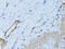 Melanoma Cell Adhesion Molecule antibody, LS-C748943, Lifespan Biosciences, Immunohistochemistry frozen image 