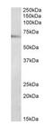 TRAF3 Interacting Protein 2 antibody, orb106860, Biorbyt, Western Blot image 