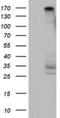 DOT1 Like Histone Lysine Methyltransferase antibody, NBP2-46474, Novus Biologicals, Western Blot image 