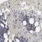 Taxilin Gamma antibody, NBP1-90605, Novus Biologicals, Immunohistochemistry frozen image 