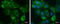 Anterior Gradient 2, Protein Disulphide Isomerase Family Member antibody, GTX130229, GeneTex, Immunofluorescence image 