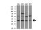 Fibroblast Growth Factor 2 antibody, NBP1-47749, Novus Biologicals, Western Blot image 