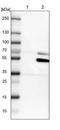Cytochrome P450 Family 26 Subfamily B Member 1 antibody, NBP1-87371, Novus Biologicals, Western Blot image 